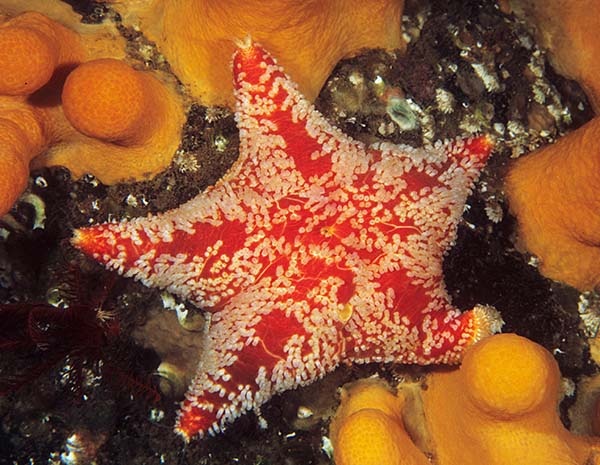 Porania pulvillus - Starfish (Echinodermata)