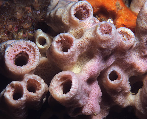 Haliclona sp - Sponges (Porifera)