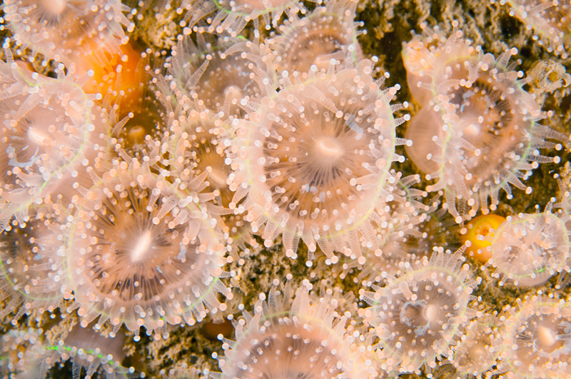 Corynactis viridis - Anemones (Anthozoa)