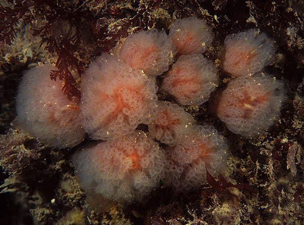 Morchellium argus - Sea Squirts (Tunicata)