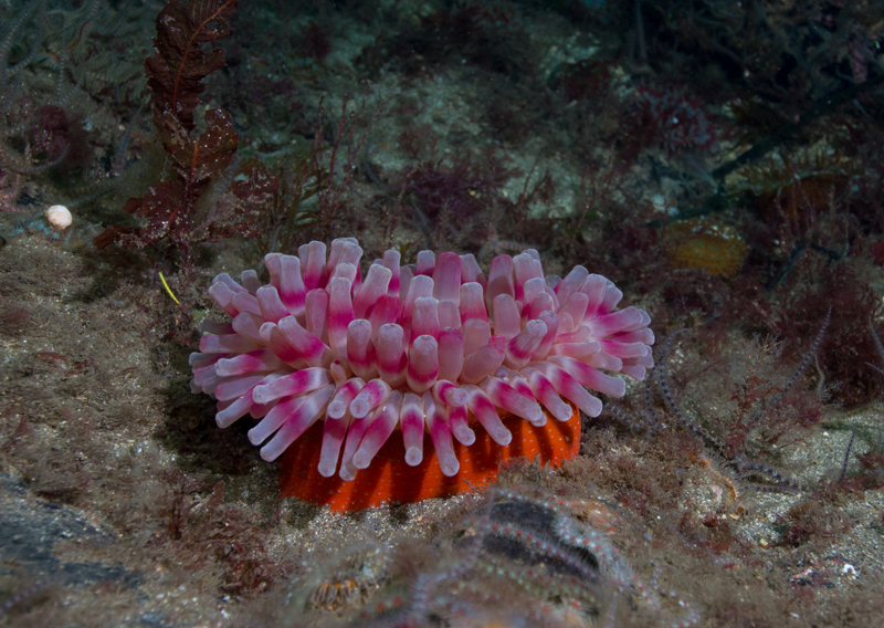 Urticina eques - Anemones (Anthozoa)