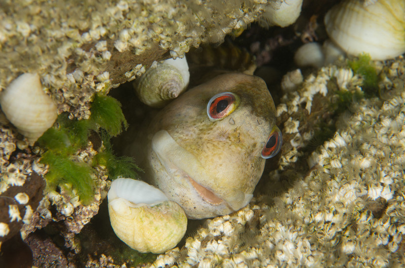 Lipophrys pholis - Fishes – bony and cartilagous (Pisces)