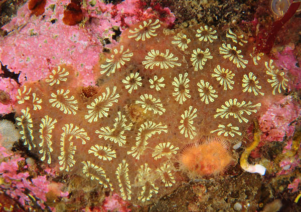 Botryllus schlosseri - Sea Squirts (Tunicata)