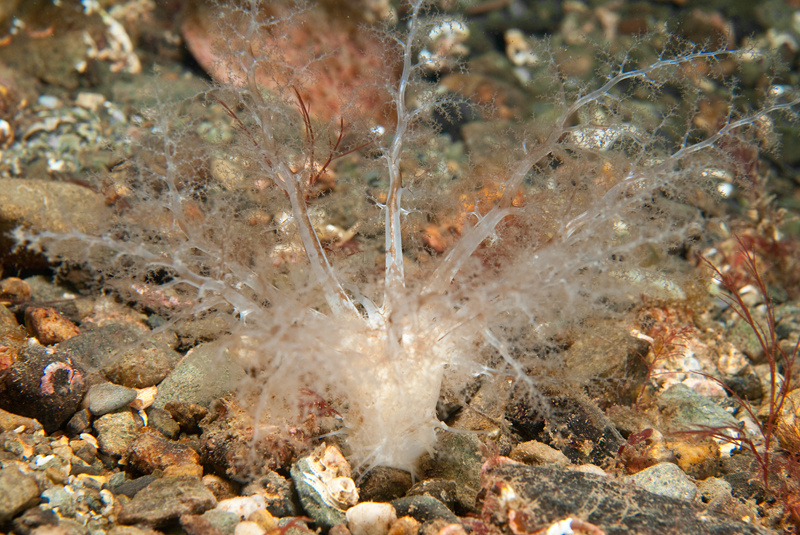 Neopentadactyla mixta - Sea Cucumbers (Echinodermata)