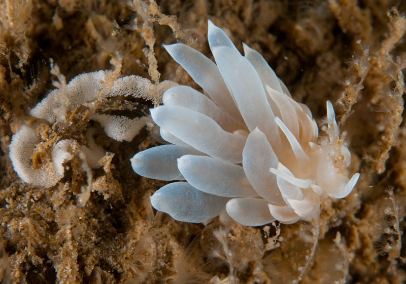 ID to be confirmed. - Sea Slugs & Sea Hares (Nudibranchs etc)