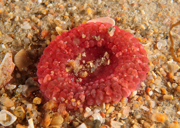Capnea sanguinea - Anemones (Anthozoa)