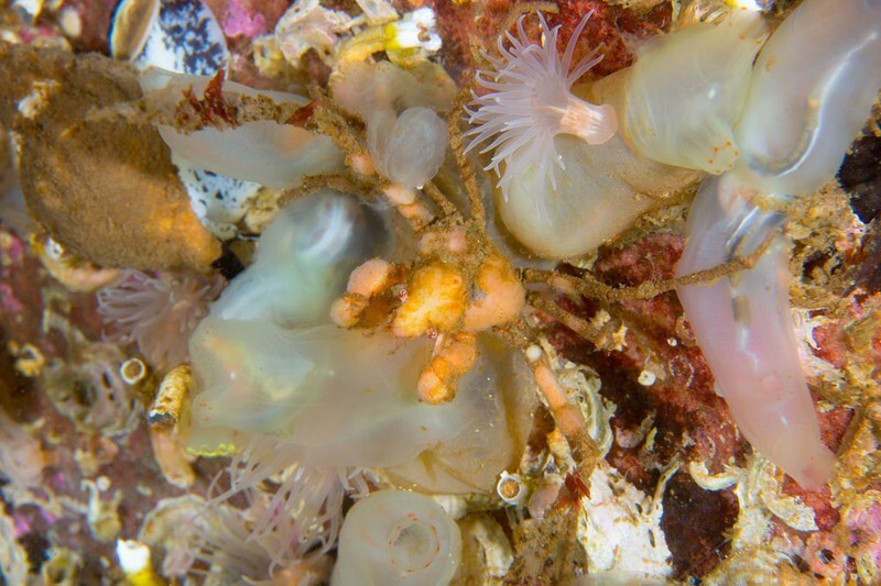 Scottish sea loch - Habitat Scenes