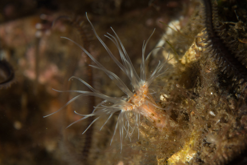 Sagartia lacerata - Anemones (Anthozoa)