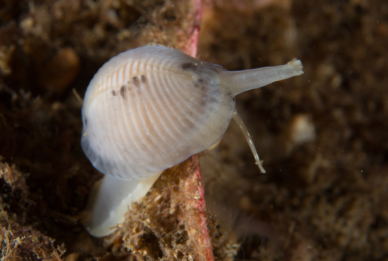 Trivia arctica - Sea Snails, Bivalves & Lamp Shells (Mollusca etc)