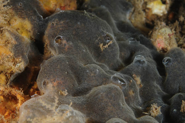 Diplosoma spongiforme - Sea Squirts (Tunicata)