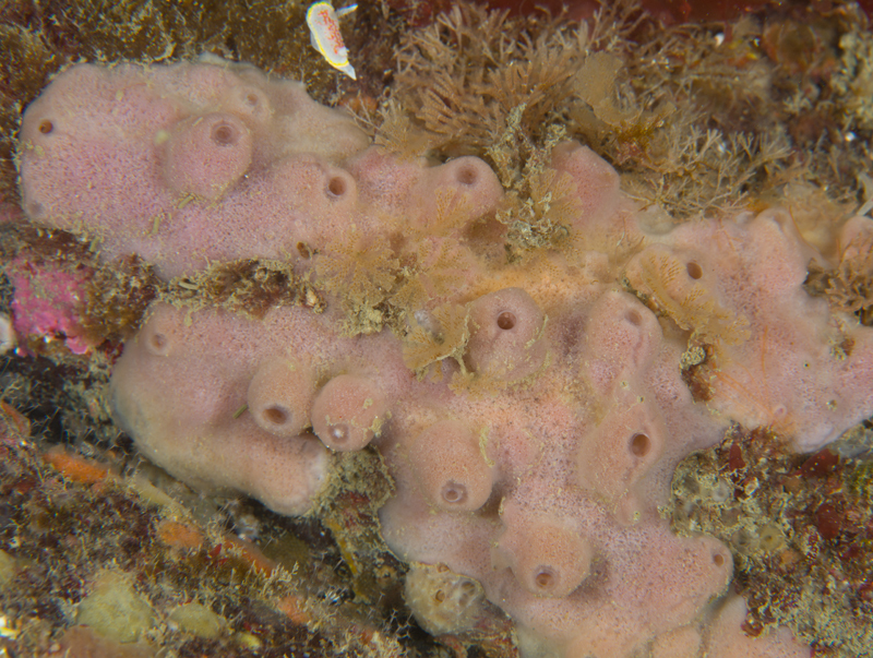 Haliclona sp - Sponges (Porifera)