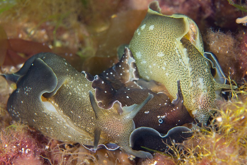 Aplysia punctata carrying young - Sea Slugs & Sea Hares (Nudibranchs etc)