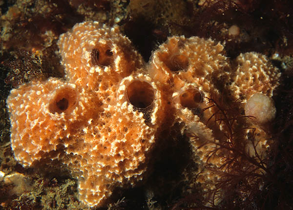Ulosa digitata - Sponges (Porifera)