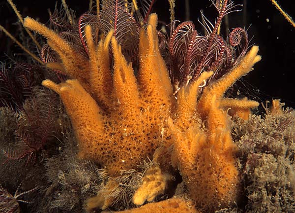 Amphilectus fucorum - Sponges (Porifera)