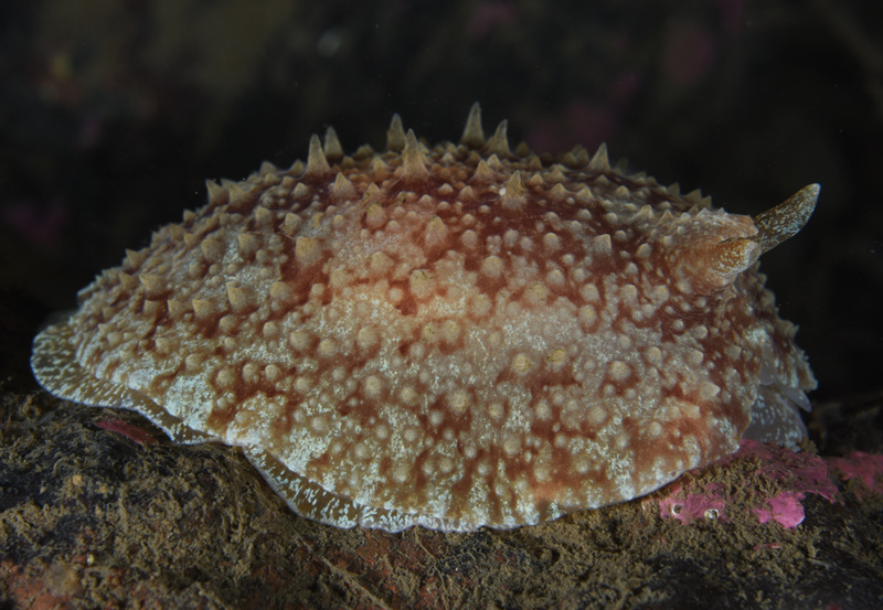 Pleurobranchus membranaceus - Sea Slugs & Sea Hares (Nudibranchs etc)