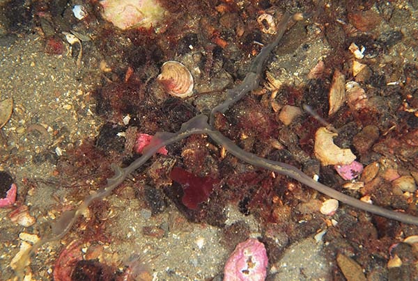 Amalosoma eddystonense - Worms (from various groups)