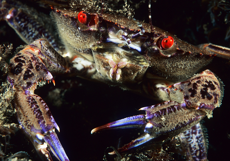 Necora puber - Crabs, Lobsters, Shrimps & Prawns etc (Crustacea)