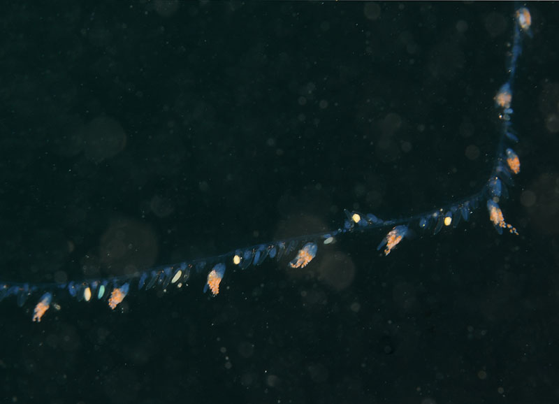 Nanomia cara (Siphonophore) - Jellyfish and 'jelly-like' animals