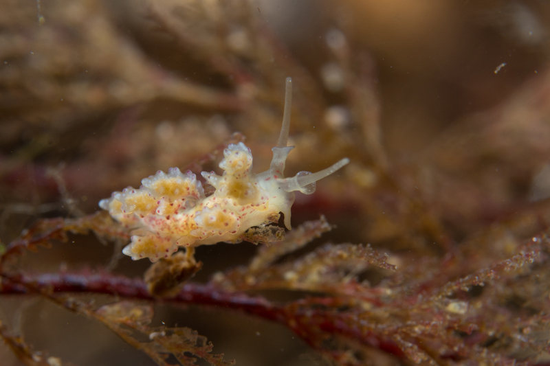 Doto sarsiae - Sea Slugs & Sea Hares (Nudibranchs etc)