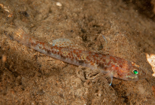 Buenia jeffreysii - Fishes – bony and cartilagous (Pisces)