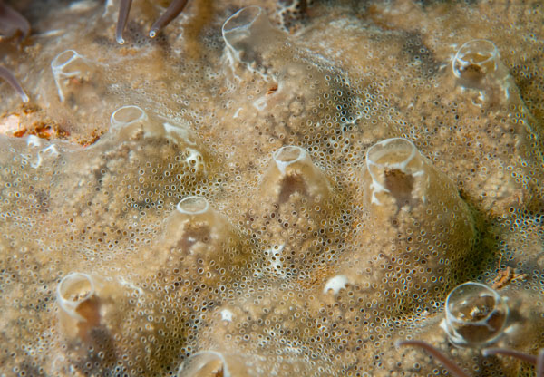 Diplosoma spongiforme - Sea Squirts (Tunicata)