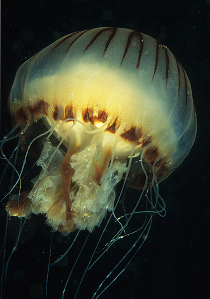Chrysaora hysoscella - Jellyfish and 'jelly-like' animals