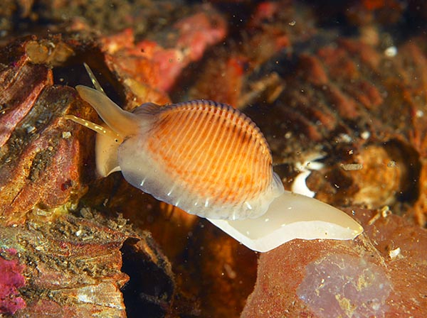 Trivia arctica - Sea Snails, Bivalves & Lamp Shells (Mollusca etc)
