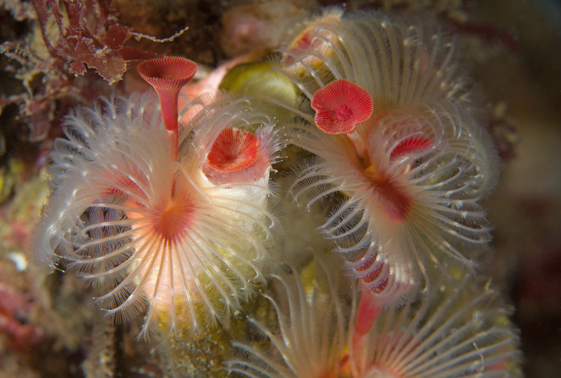 Serpula vermicularis - Worms (from various groups)