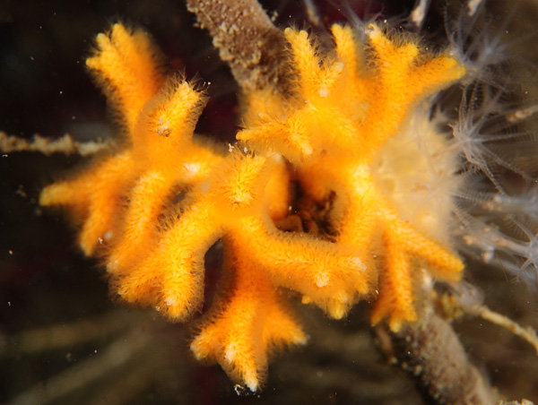 Omalosecosa ramulosa - Sea Mats (Bryozoa)