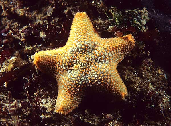 Asterina gibbosa - Starfish (Echinodermata)