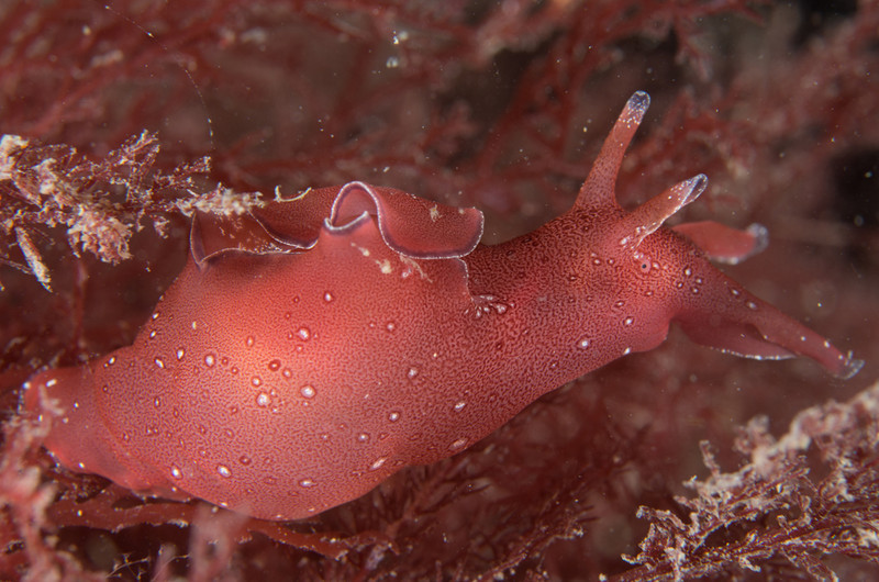 Aplysia punctata - Sea Slugs & Sea Hares (Nudibranchs etc)