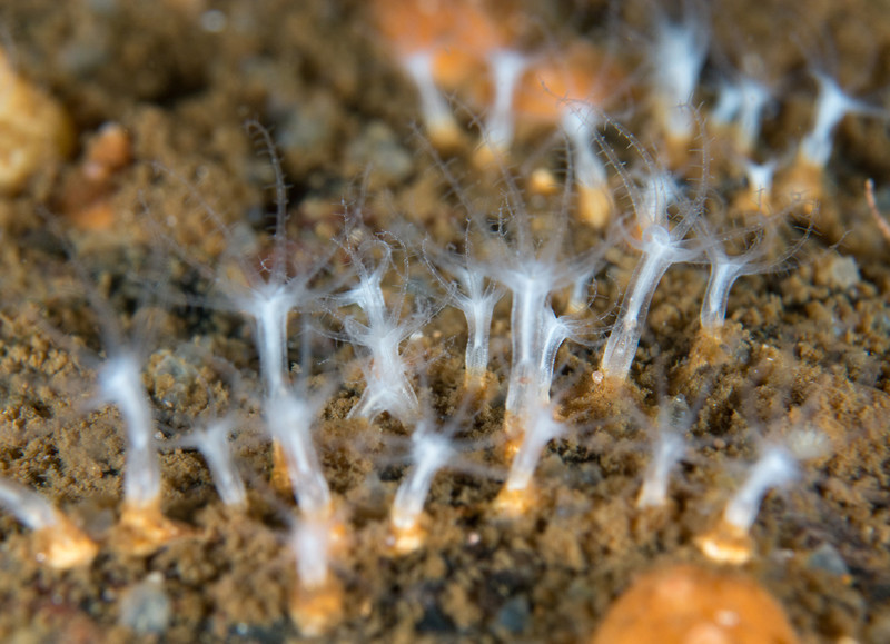 Sarcodictyon sp. - Corals (Anthozoa)
