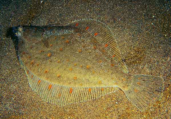 Pleuronectes platessa - Fishes – bony and cartilagous (Pisces)