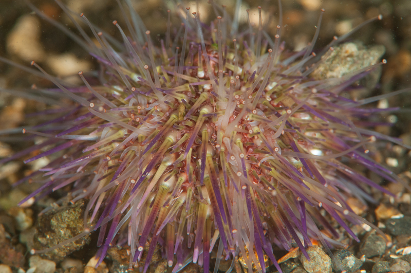 Psammechinus miliaris - Sea Urchins (Echinodermata)