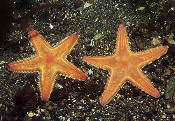 Astropecten irregularis - Starfish (Echinodermata)