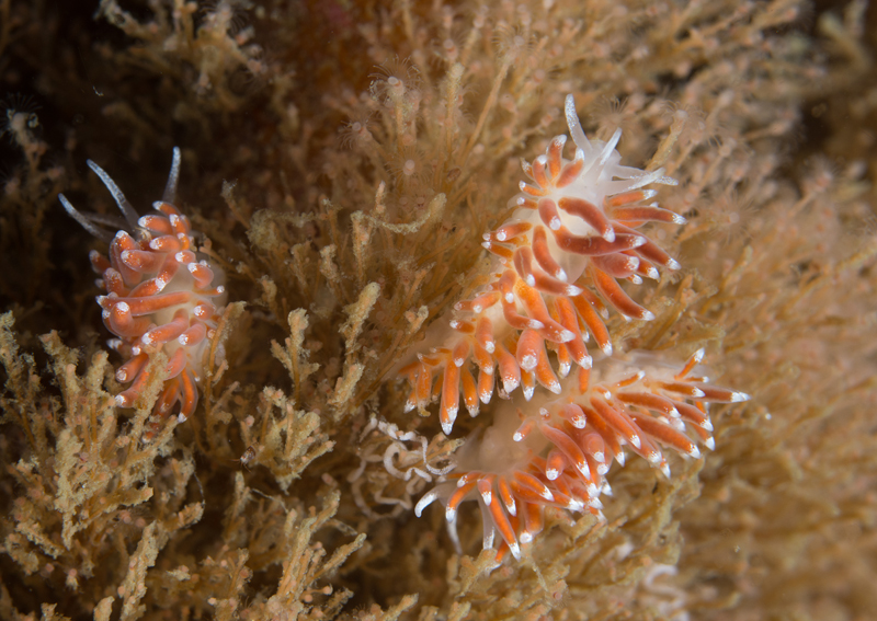 Microchlamylla gracilis - Sea Slugs & Sea Hares (Nudibranchs etc)