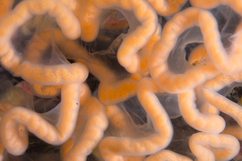 Tritonia hombergii egg mass - Sea Slugs & Sea Hares (Nudibranchs etc)