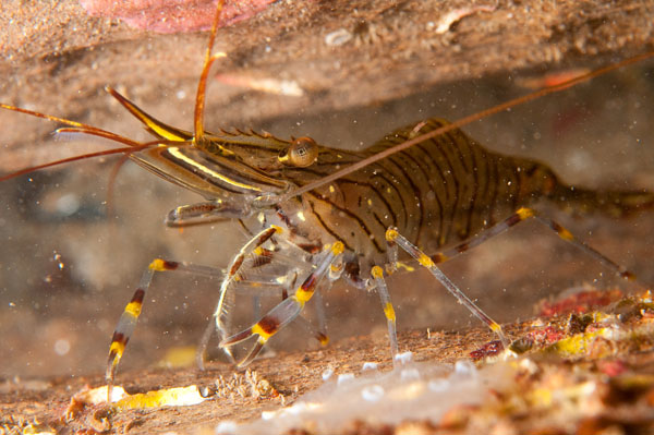 Palaemon serratus - Crabs, Lobsters, Shrimps & Prawns etc (Crustacea)