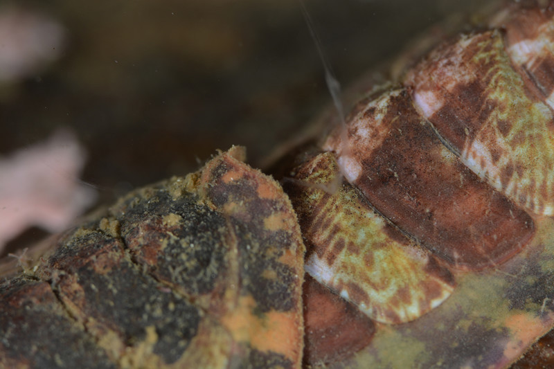 Tonicella marmorea - Sea Snails, Bivalves & Lamp Shells (Mollusca etc)