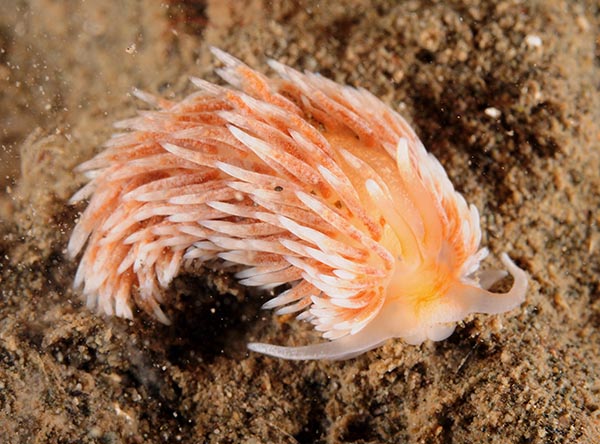 Aeolidiella cf. glauca (TBC) - Sea Slugs & Sea Hares (Nudibranchs etc)