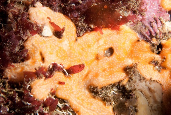 Polysyncraton bilobatum - Sea Squirts (Tunicata)