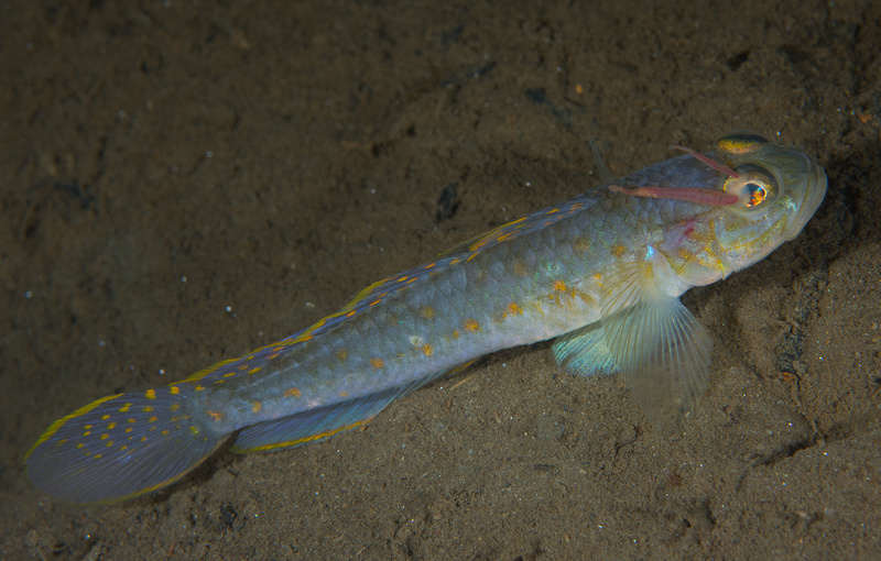 Lesueurigobius friesii with parasites attached to eye - Fishes – bony and cartilagous (Pisces)