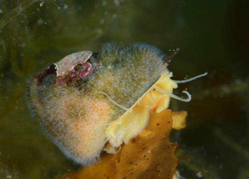 Flustrellidra hispida on Gibbula magus - Sea Firs (Hydrozoa)