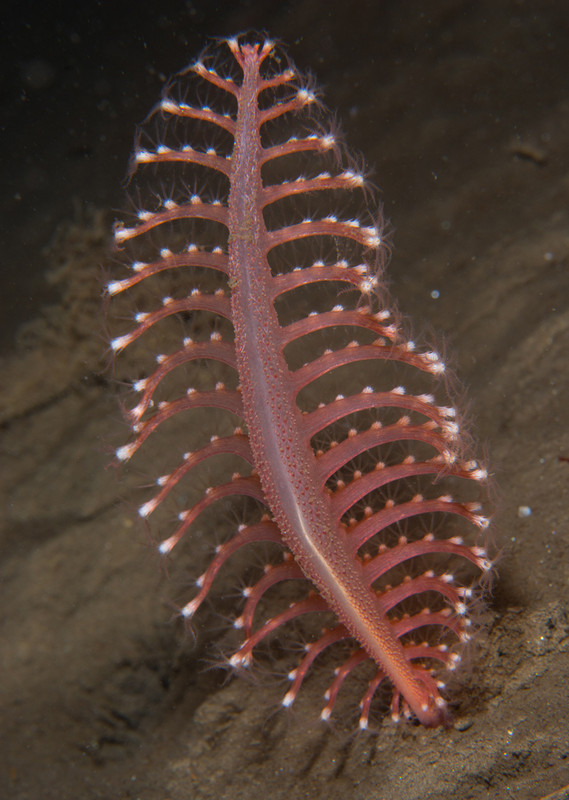 Pennatula phosphorea - Corals (Anthozoa)