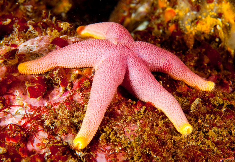 Henricia Oculata - Starfish (Echinodermata)