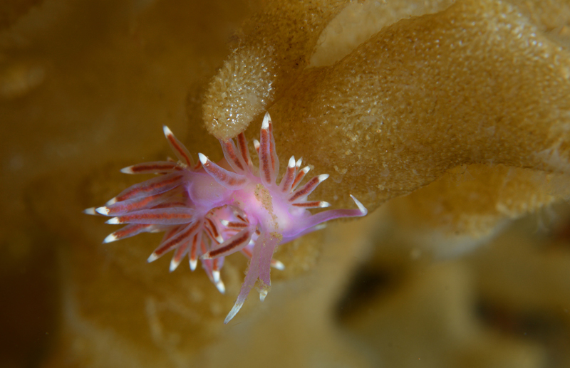 Edmundsella pedata - Sea Slugs & Sea Hares (Nudibranchs etc)