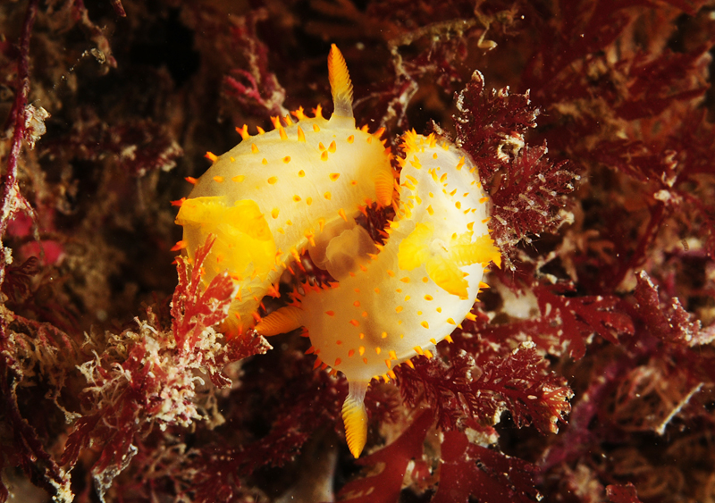 Crimora papillata copulating - Sea Slugs & Sea Hares (Nudibranchs etc)