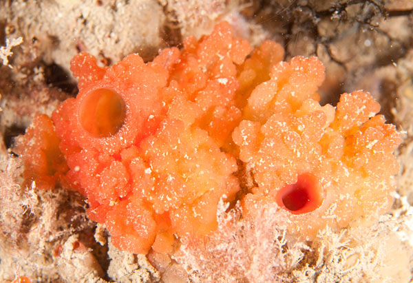 Oscarella sp. - Sponges (Porifera)