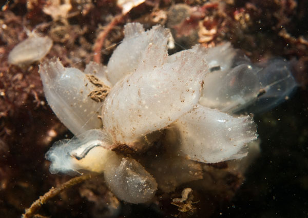 Ascidiella aspersa - Sea Squirts (Tunicata)