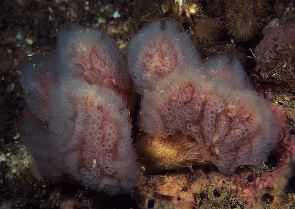 Morchellium argus - Sea Squirts (Tunicata)